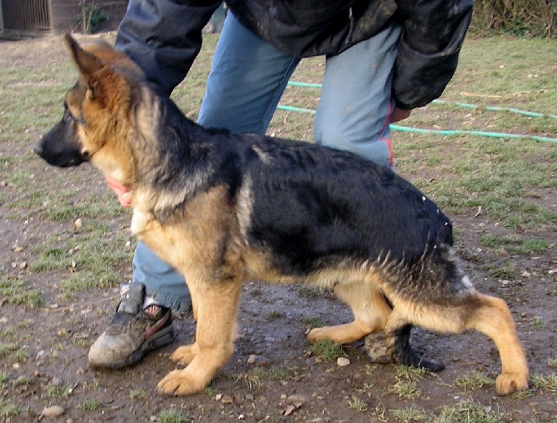 Vador De la cote sibertiere