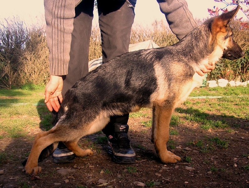 Vador De la cote sibertiere