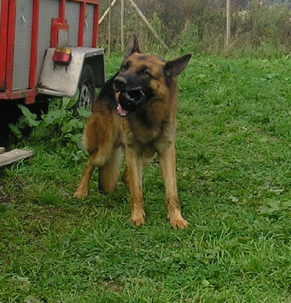 Vador De la cote sibertiere