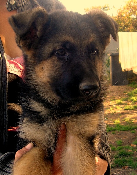 Vador De la cote sibertiere