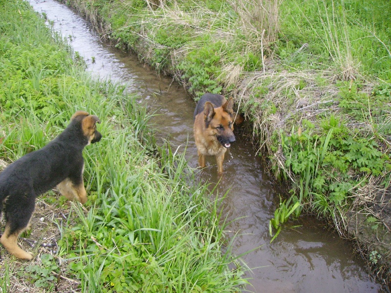 Vador De la cote sibertiere