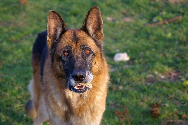 Vador De la cote sibertiere