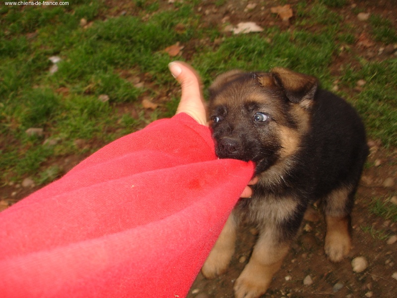 Vador De la cote sibertiere