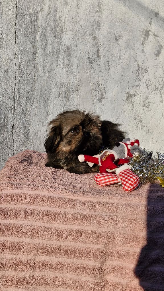 chiot Lhassa Apso des contes de Gwelane