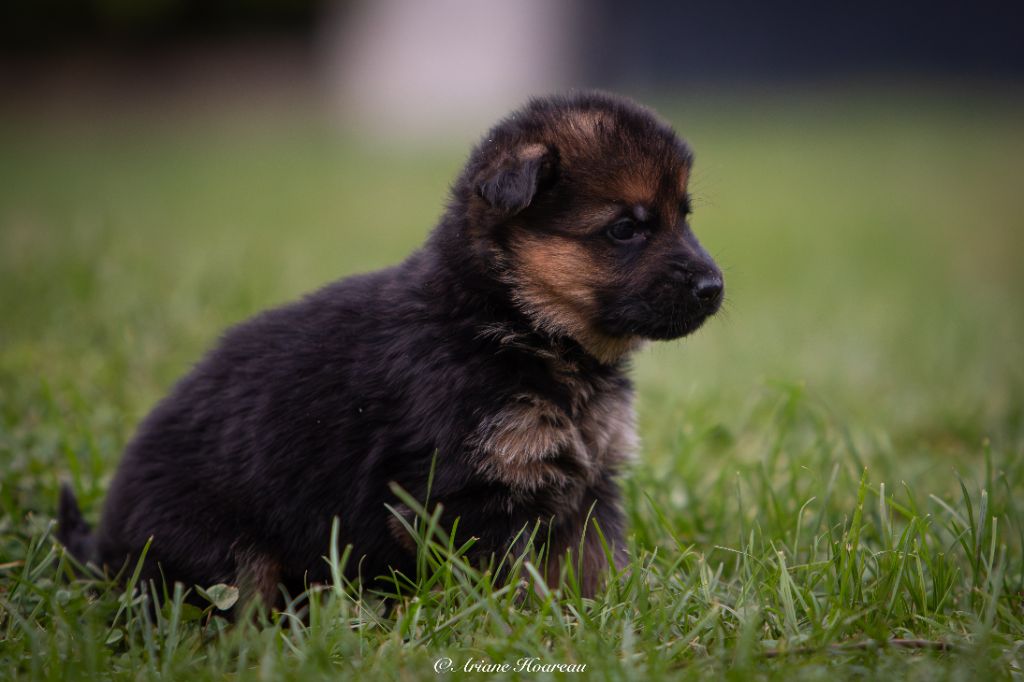 des contes de Gwelane - Chiot disponible  - Berger Allemand