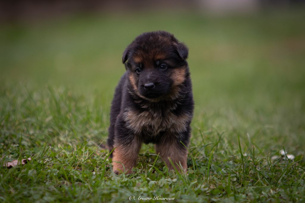 des contes de Gwelane - Chiot disponible  - Berger Allemand