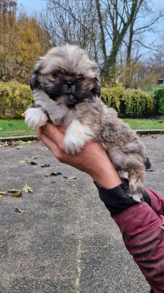 des contes de Gwelane - Chiot disponible  - Lhassa Apso