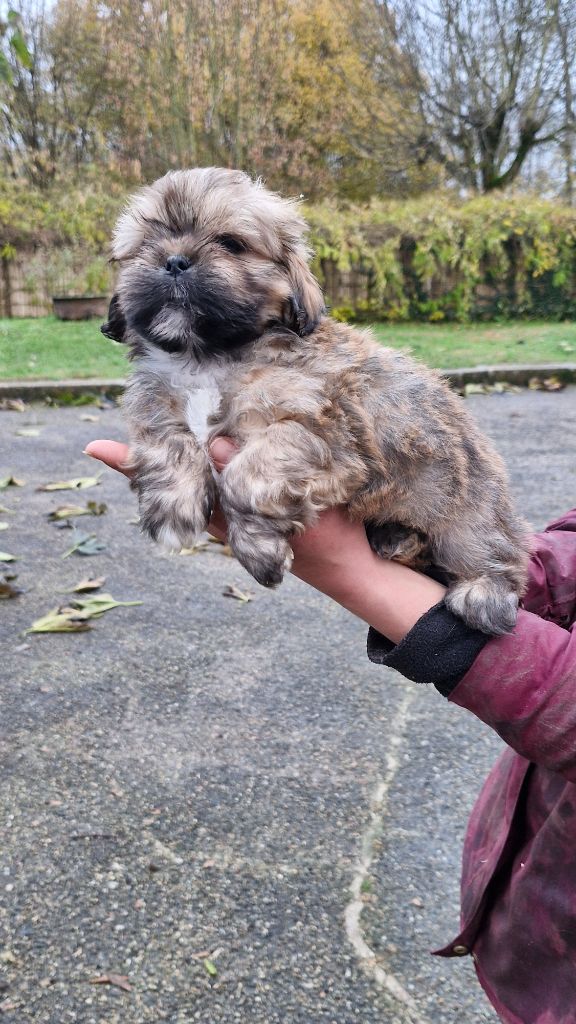 des contes de Gwelane - Chiot disponible  - Lhassa Apso