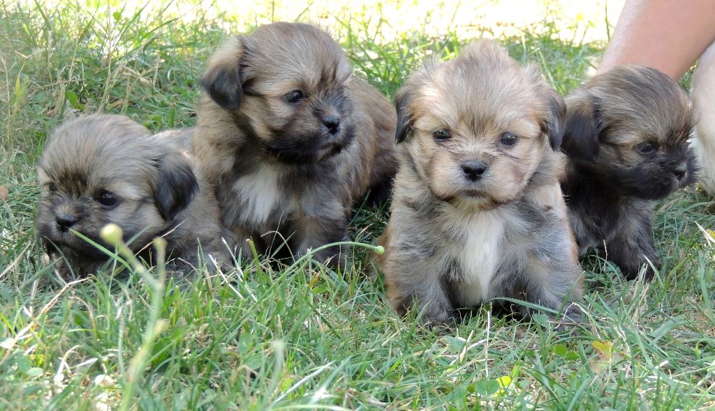 des contes de Gwelane - Lhassa Apso - Portée née le 23/06/2018