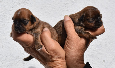 des contes de Gwelane - Lhassa Apso - Portée née le 29/09/2024