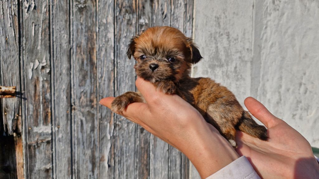 des contes de Gwelane - Chiot disponible  - Lhassa Apso