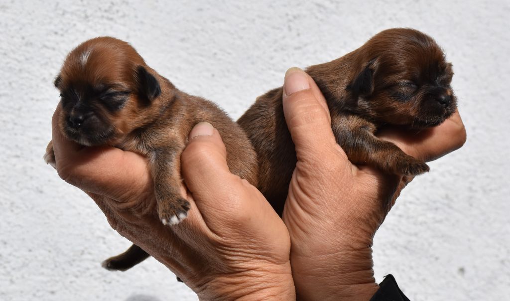 chiot Lhassa Apso des contes de Gwelane