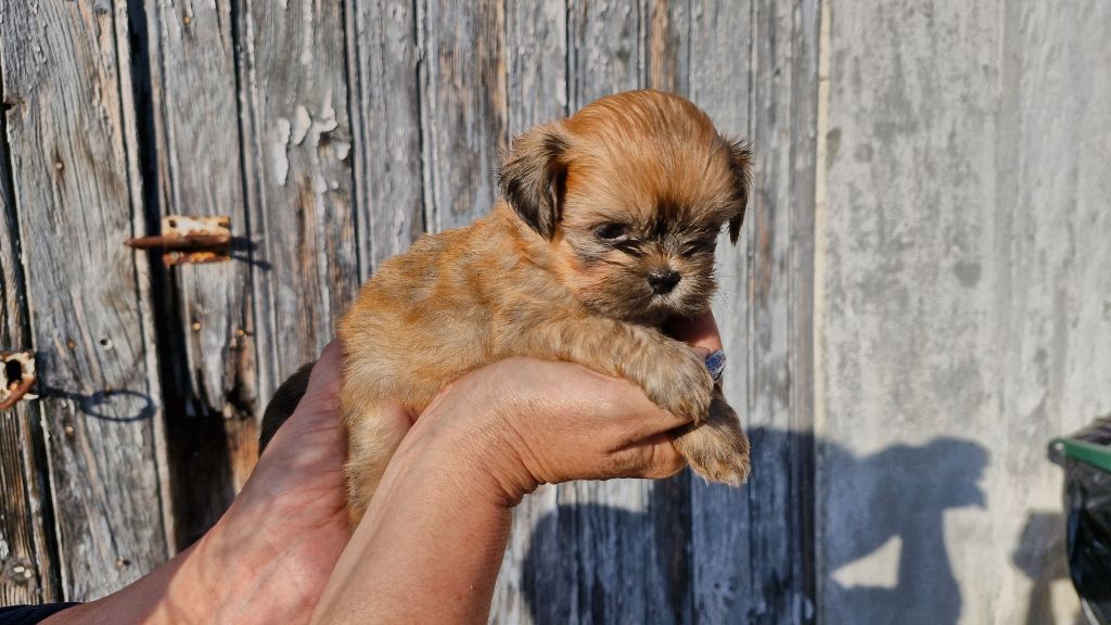 des contes de Gwelane - Chiot disponible  - Lhassa Apso