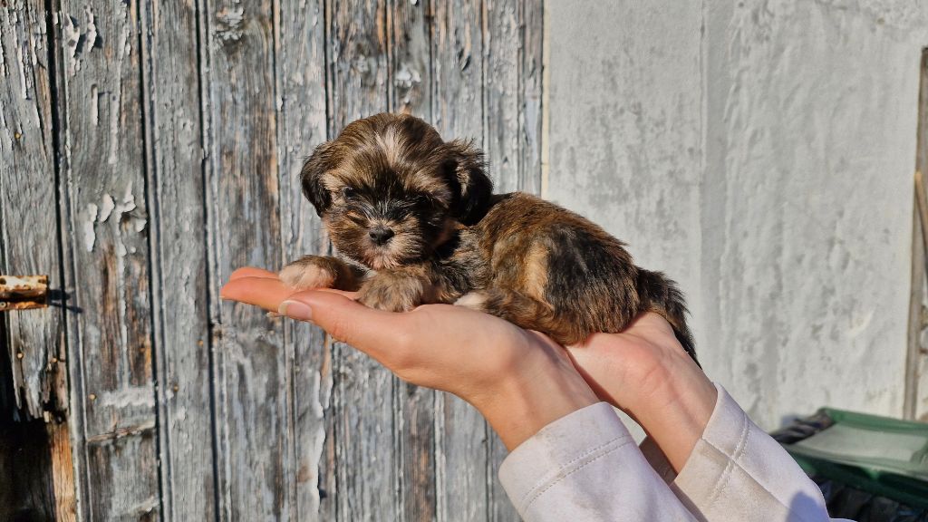 des contes de Gwelane - Chiot disponible  - Lhassa Apso