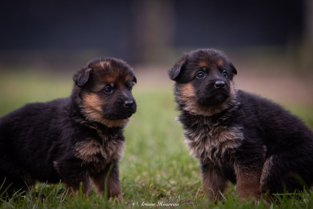 des contes de Gwelane - Chiot disponible  - Berger Allemand