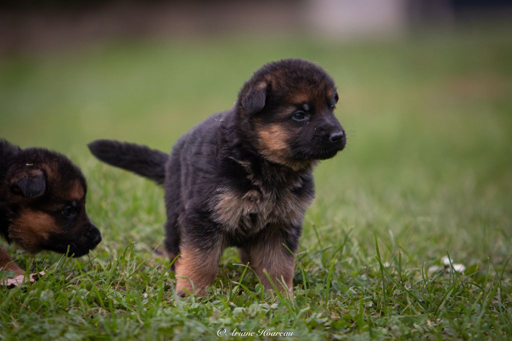 des contes de Gwelane - Chiot disponible  - Berger Allemand