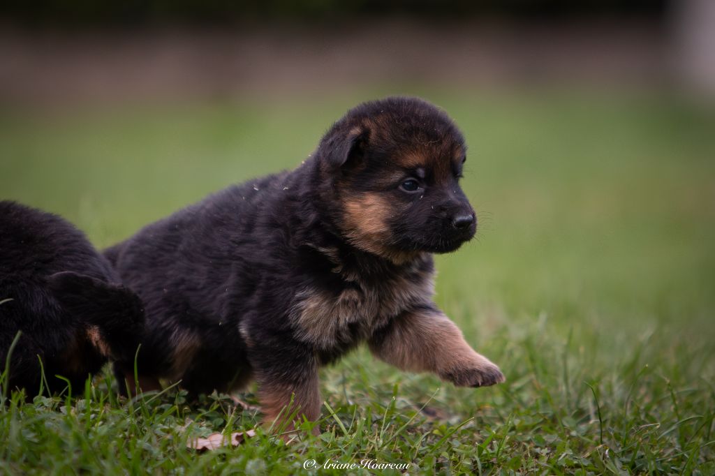 des contes de Gwelane - Chiot disponible  - Berger Allemand