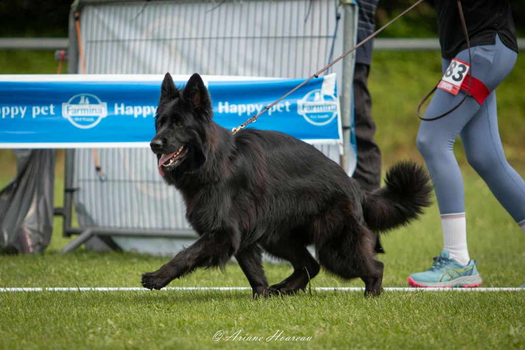 Vizzavona Tchatchatcha