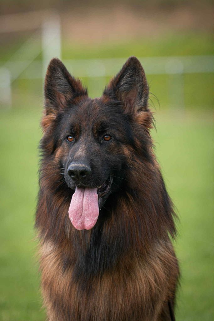 CH. Tomahwak des contes de Gwelane