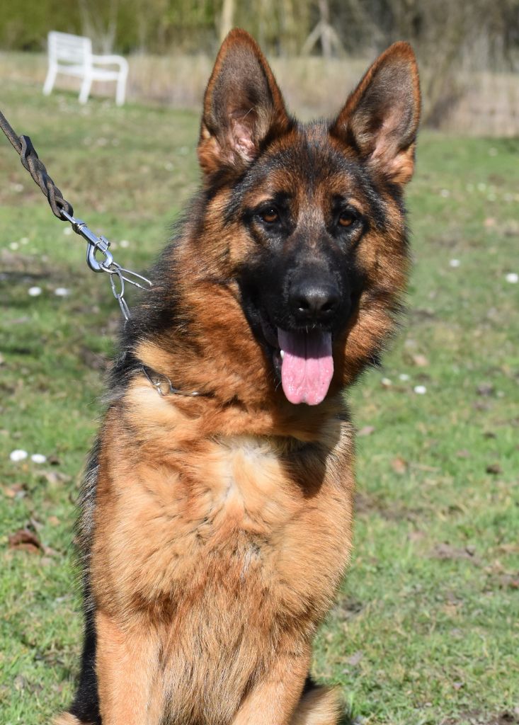 Uyve des contes de Gwelane