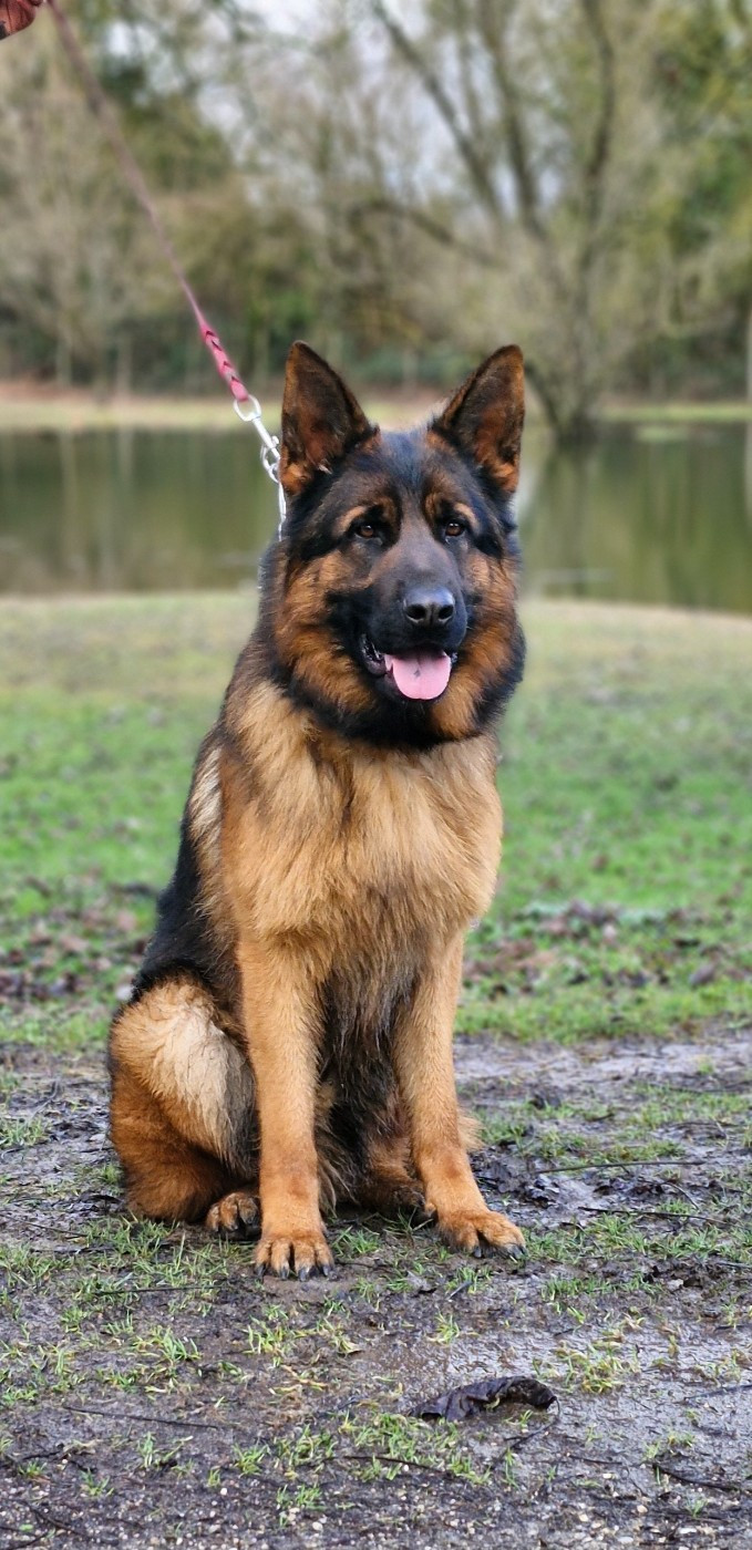 VAMOS des contes de Gwelane