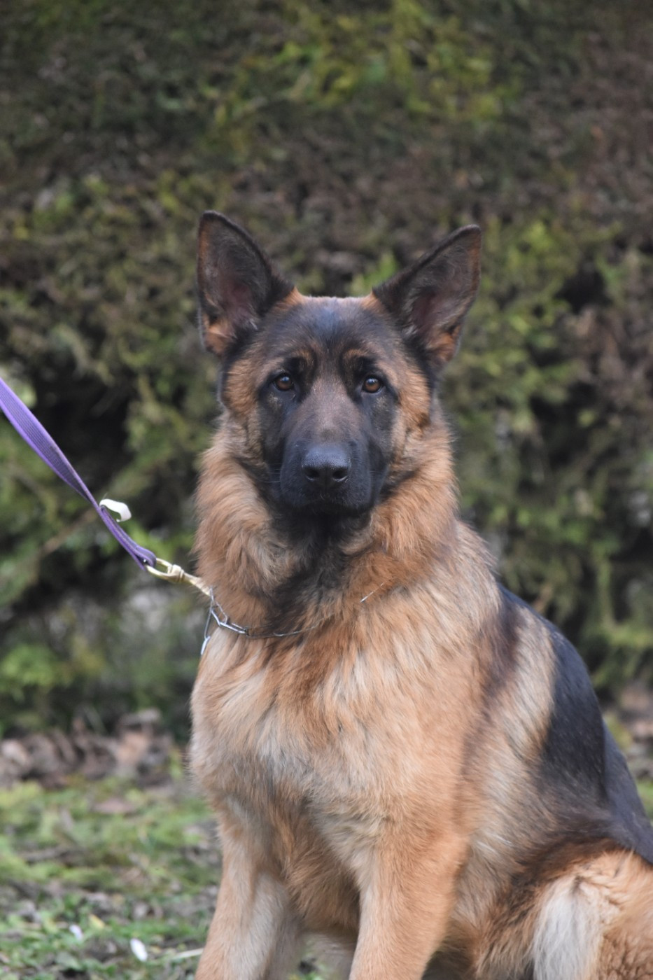 Vivoperlei des contes de Gwelane