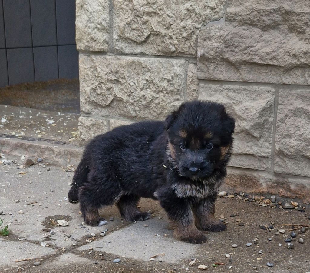 des contes de Gwelane - Chiots femelles disponibles