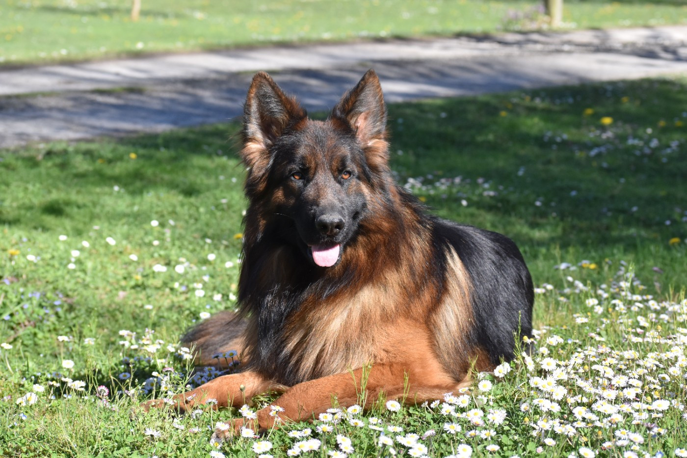 Tomahawk des contes de Gwelane