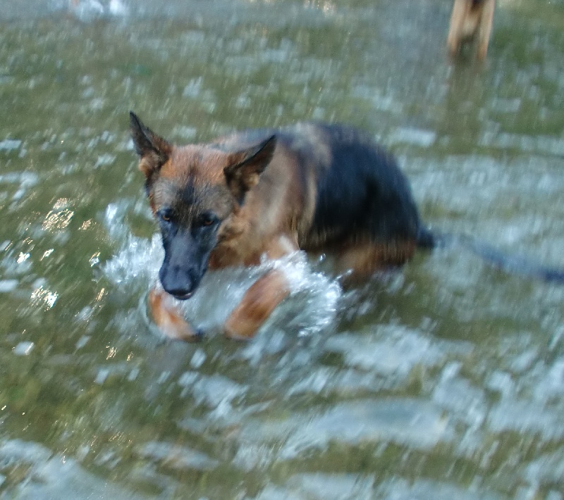 UN ETE AU BORD DE L EAU