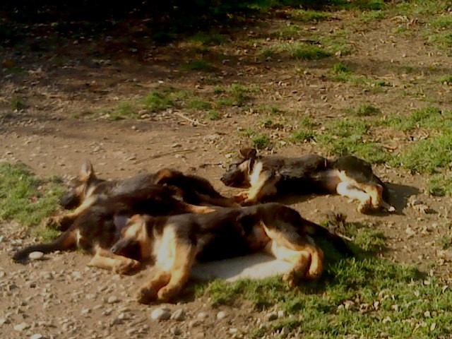 Sieste