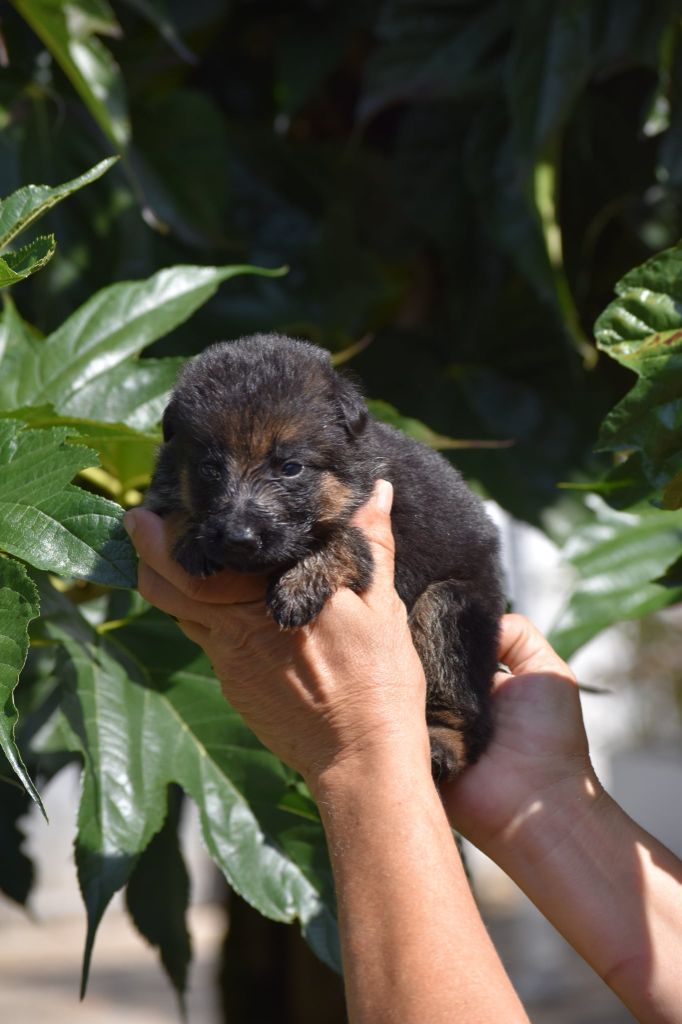 des contes de Gwelane - Chiots disponibles - Berger Allemand