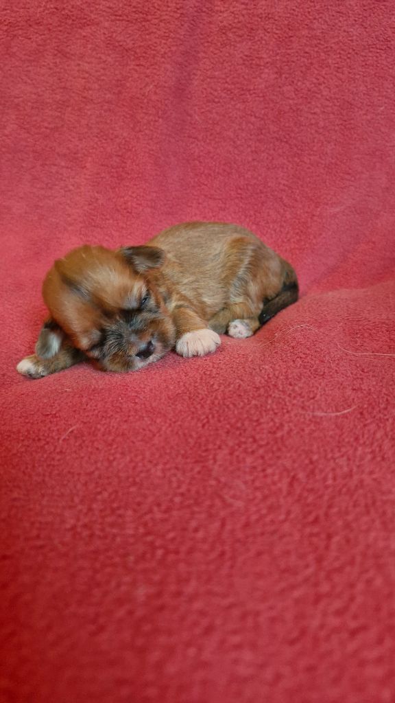 des contes de Gwelane - Chiots disponibles - Lhassa Apso