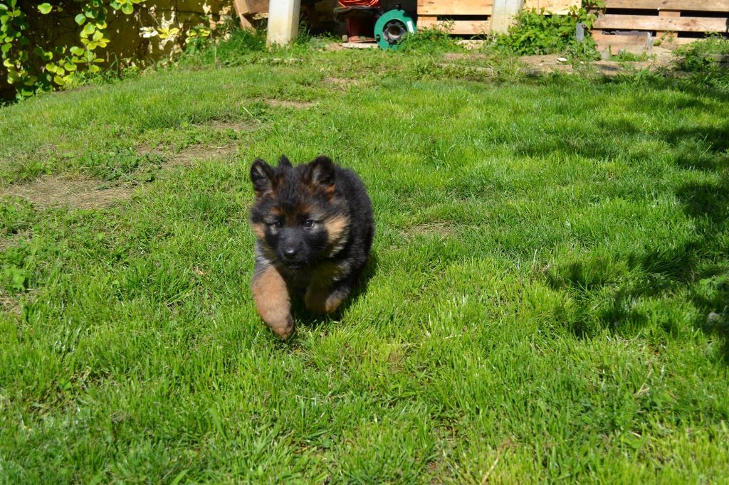 Chiot Berger Allemand des contes de Gwelane