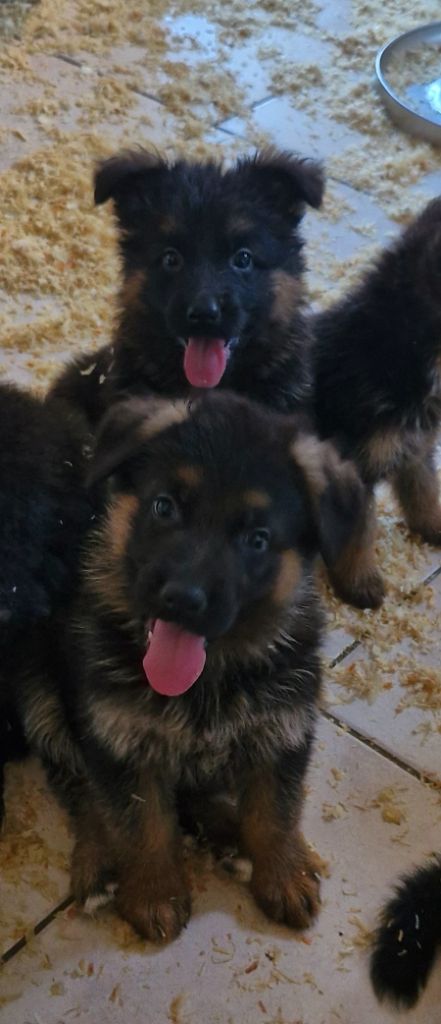 des contes de Gwelane - Chiots disponibles - Berger Allemand