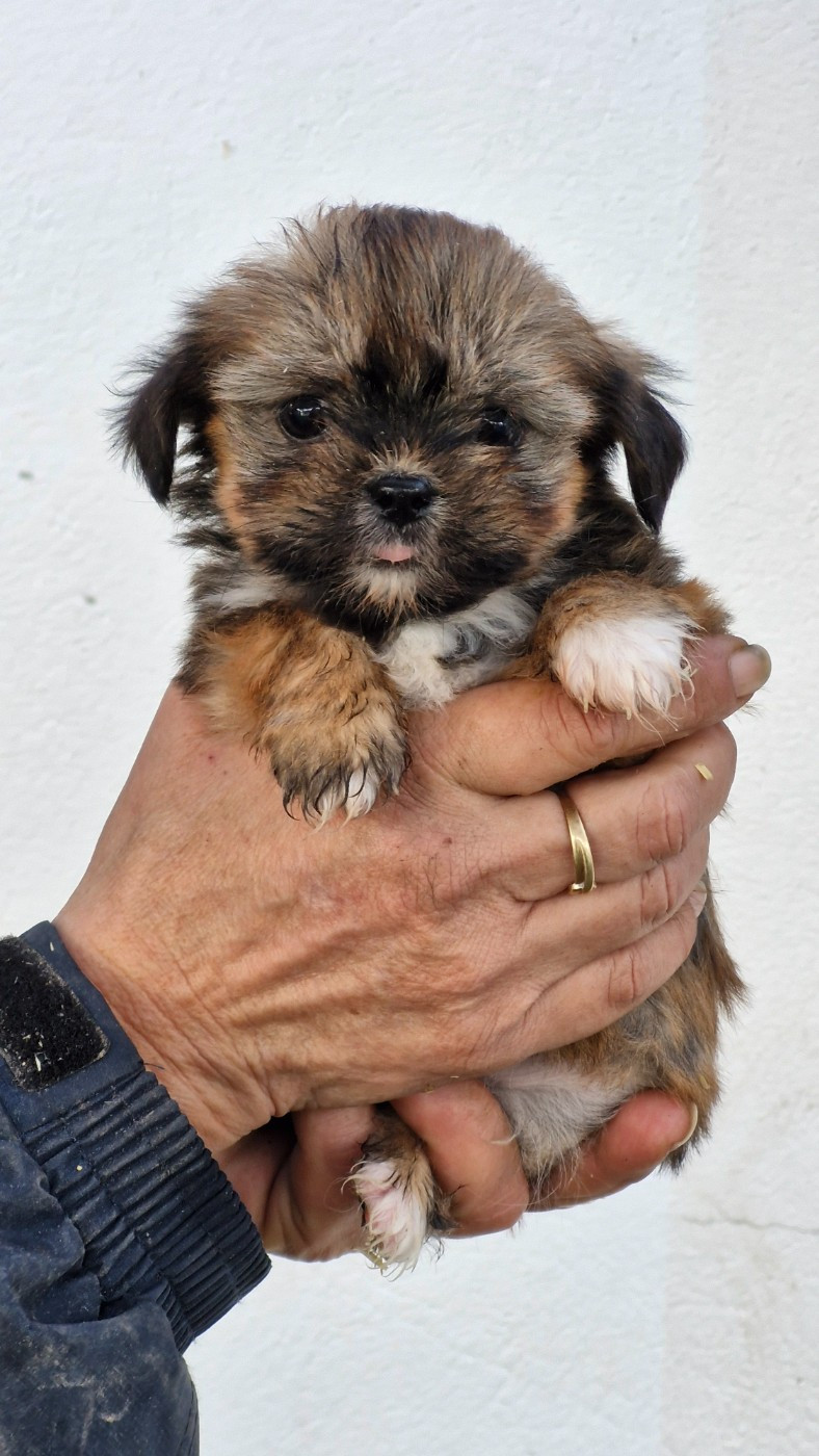 des contes de Gwelane - Chiots disponibles - Lhassa Apso