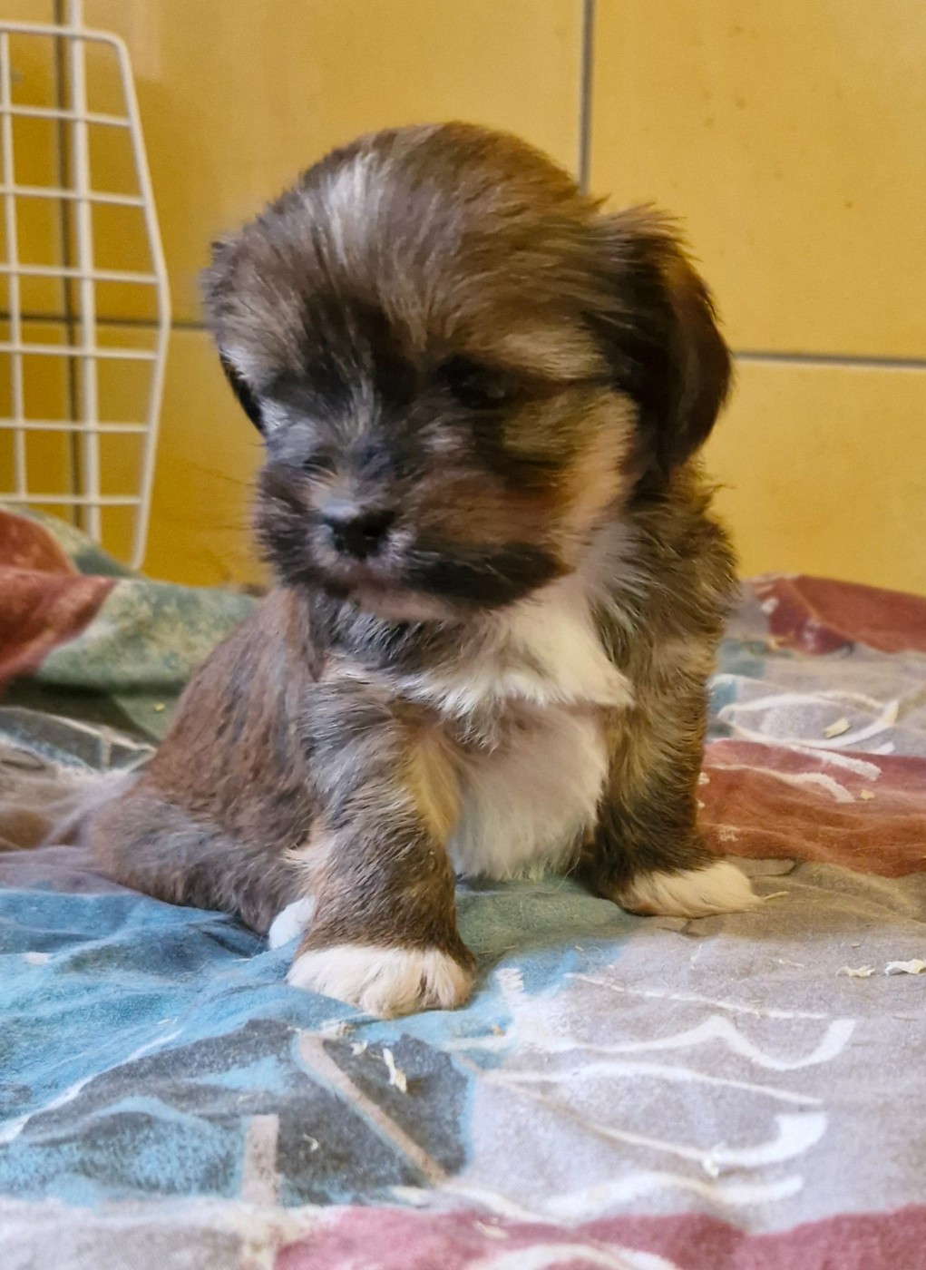 des contes de Gwelane - Chiots disponibles - Lhassa Apso