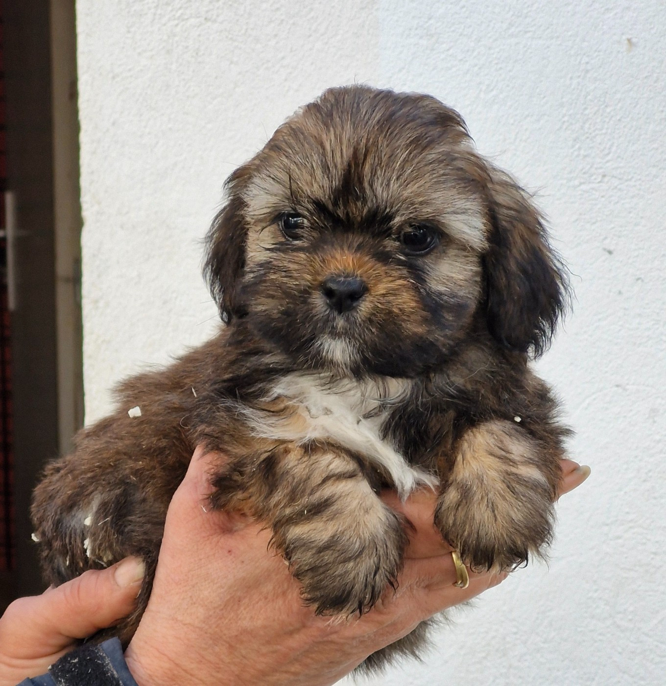 des contes de Gwelane - Chiots disponibles - Lhassa Apso