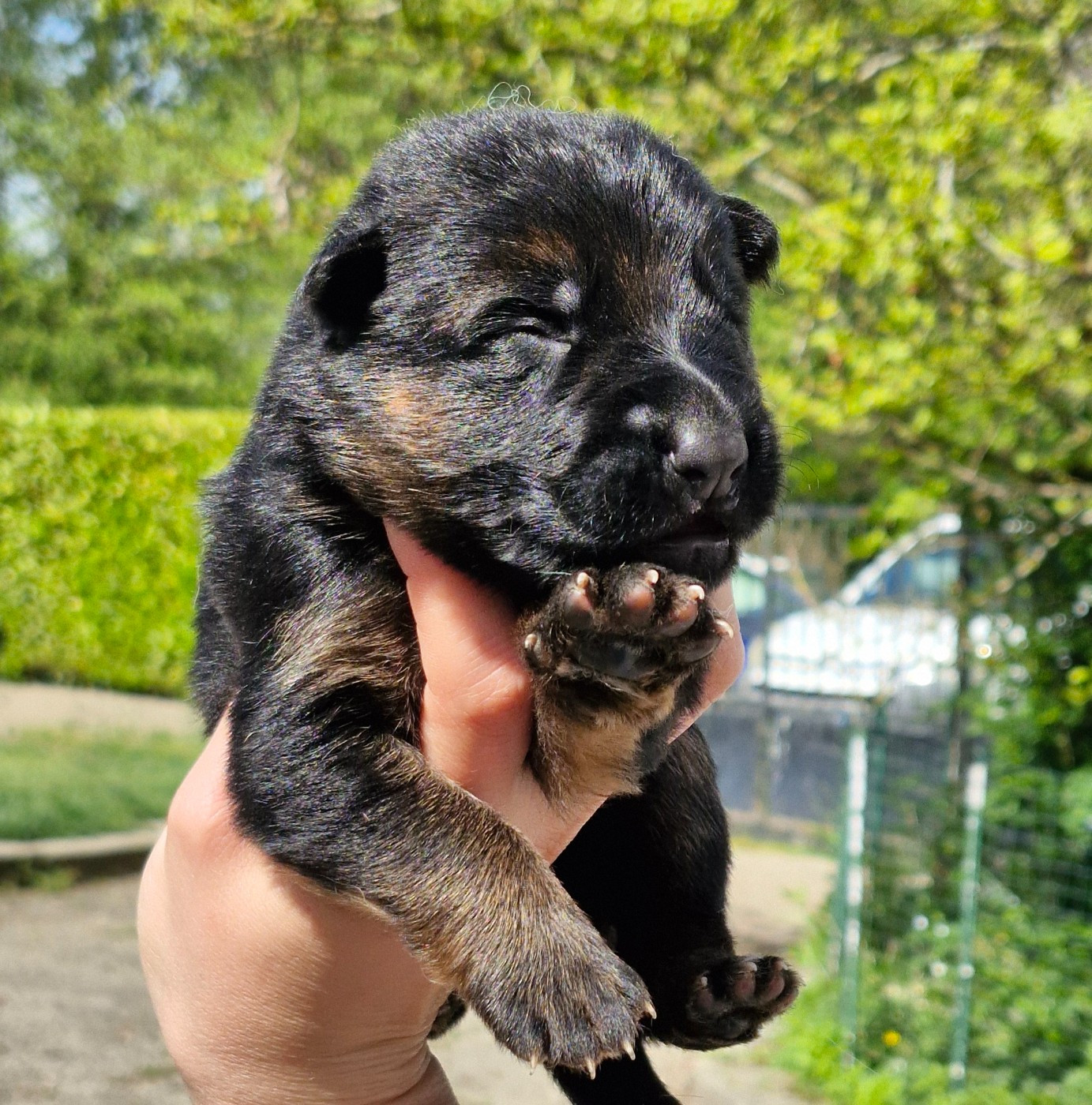 des contes de Gwelane - Chiots disponibles - Berger Allemand