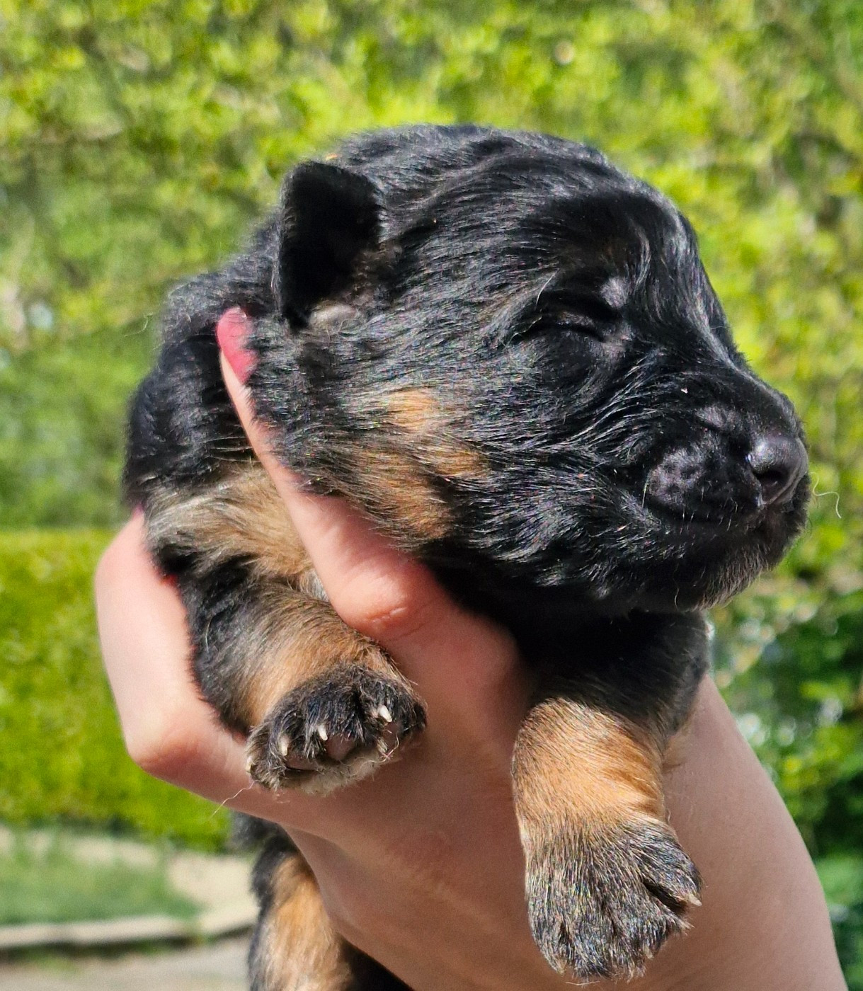 des contes de Gwelane - Chiots disponibles - Berger Allemand