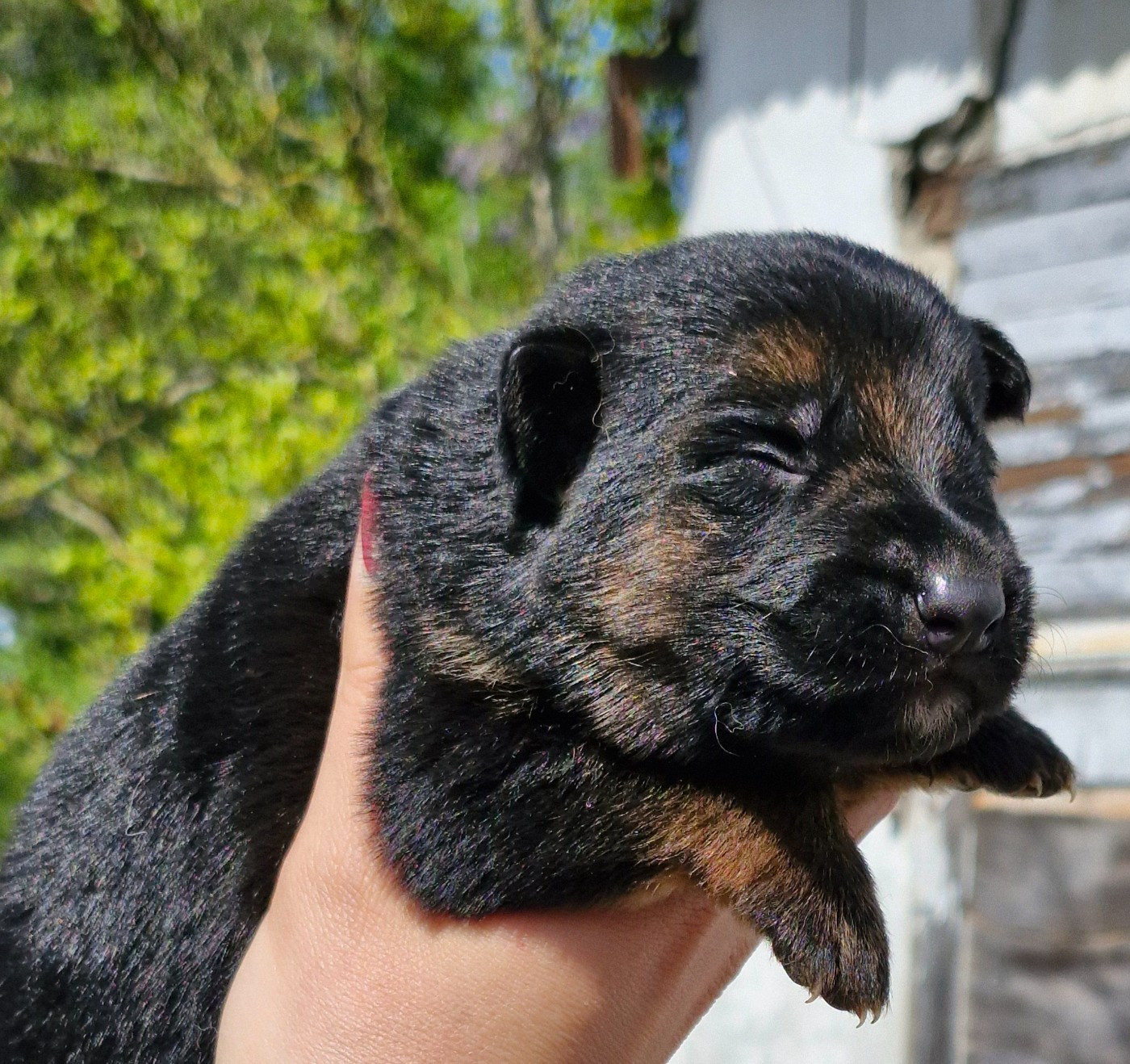 des contes de Gwelane - Chiots disponibles - Berger Allemand