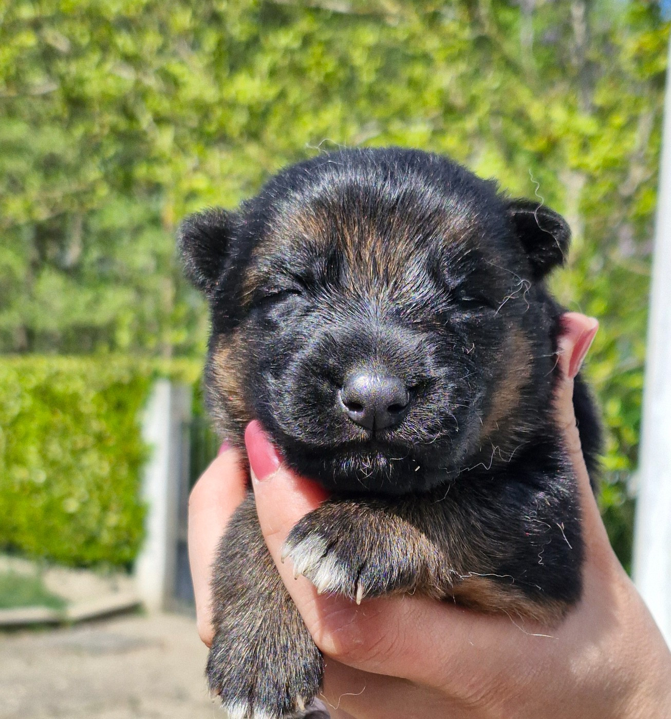 des contes de Gwelane - Chiots disponibles - Berger Allemand