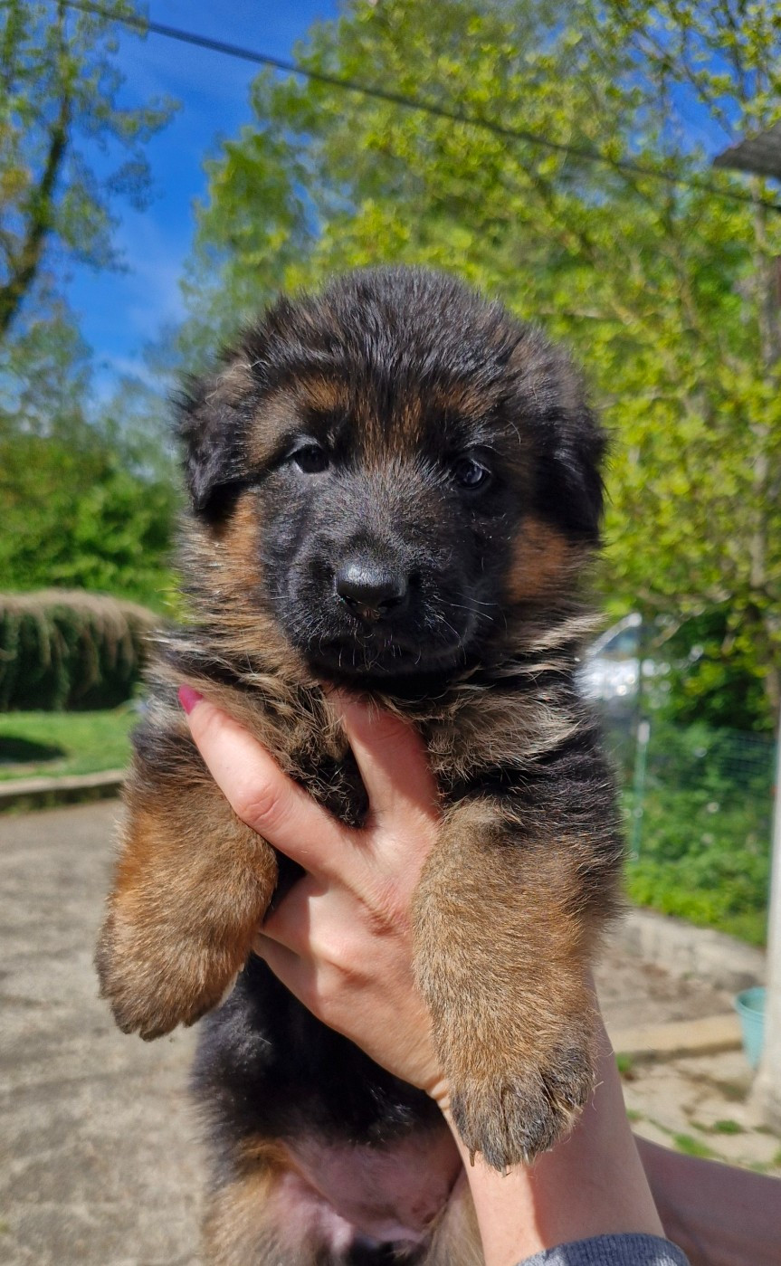 des contes de Gwelane - Berger Allemand - Portée née le 12/03/2026
