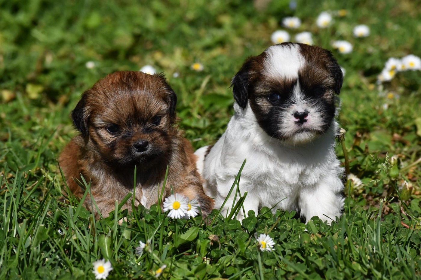 des contes de Gwelane - Chiots disponibles - Lhassa Apso