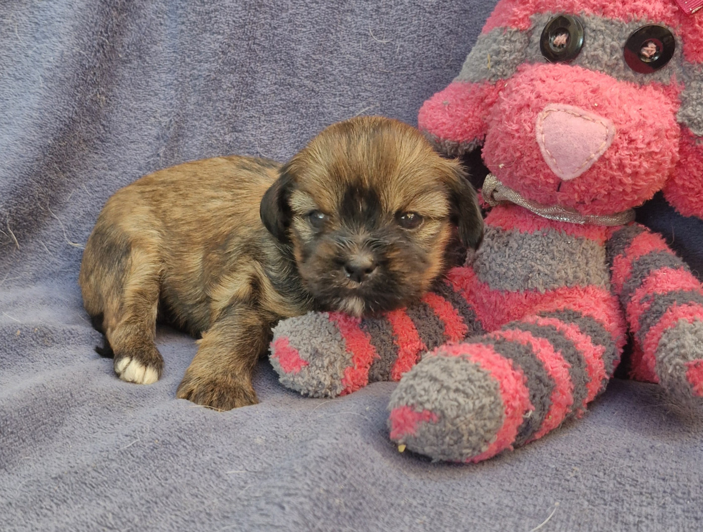 des contes de Gwelane - Chiots disponibles - Lhassa Apso