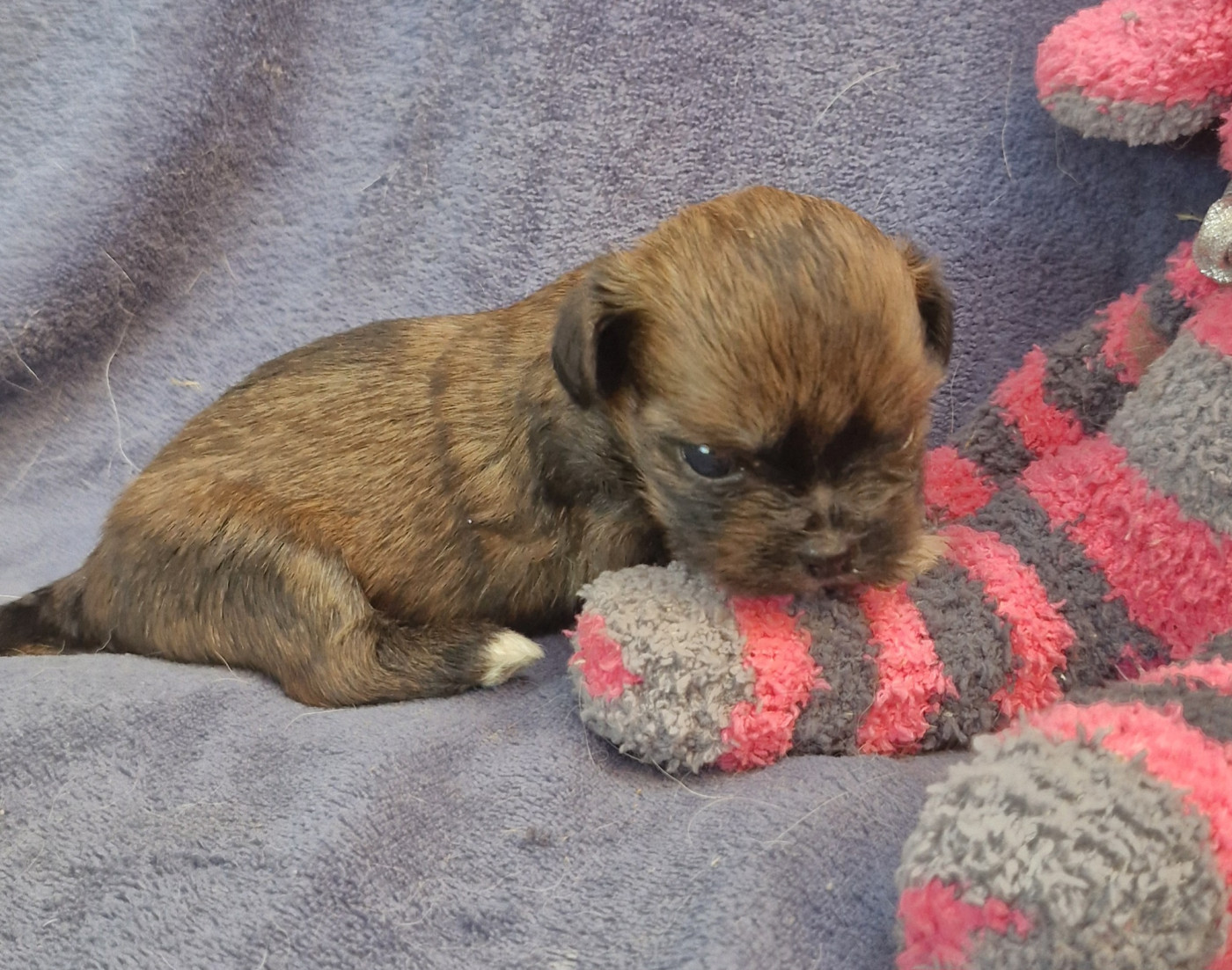 des contes de Gwelane - Chiots disponibles - Lhassa Apso