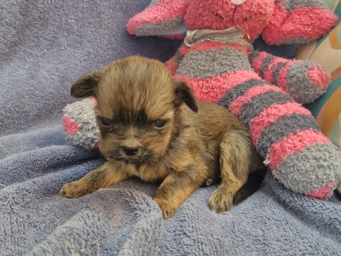 des contes de Gwelane - Chiots disponibles - Lhassa Apso
