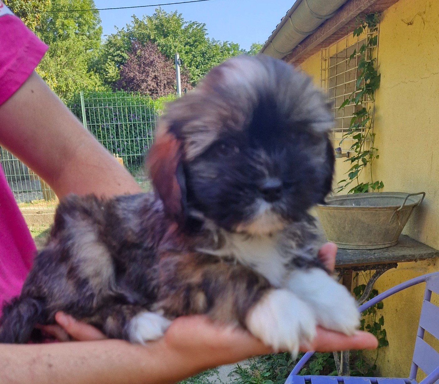 des contes de Gwelane - Lhassa Apso - Portée née le 20/05/2026
