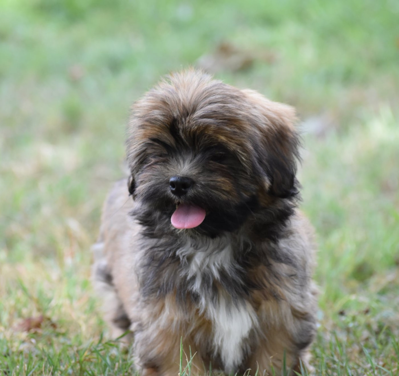 des contes de Gwelane - Chiots disponibles - Lhassa Apso