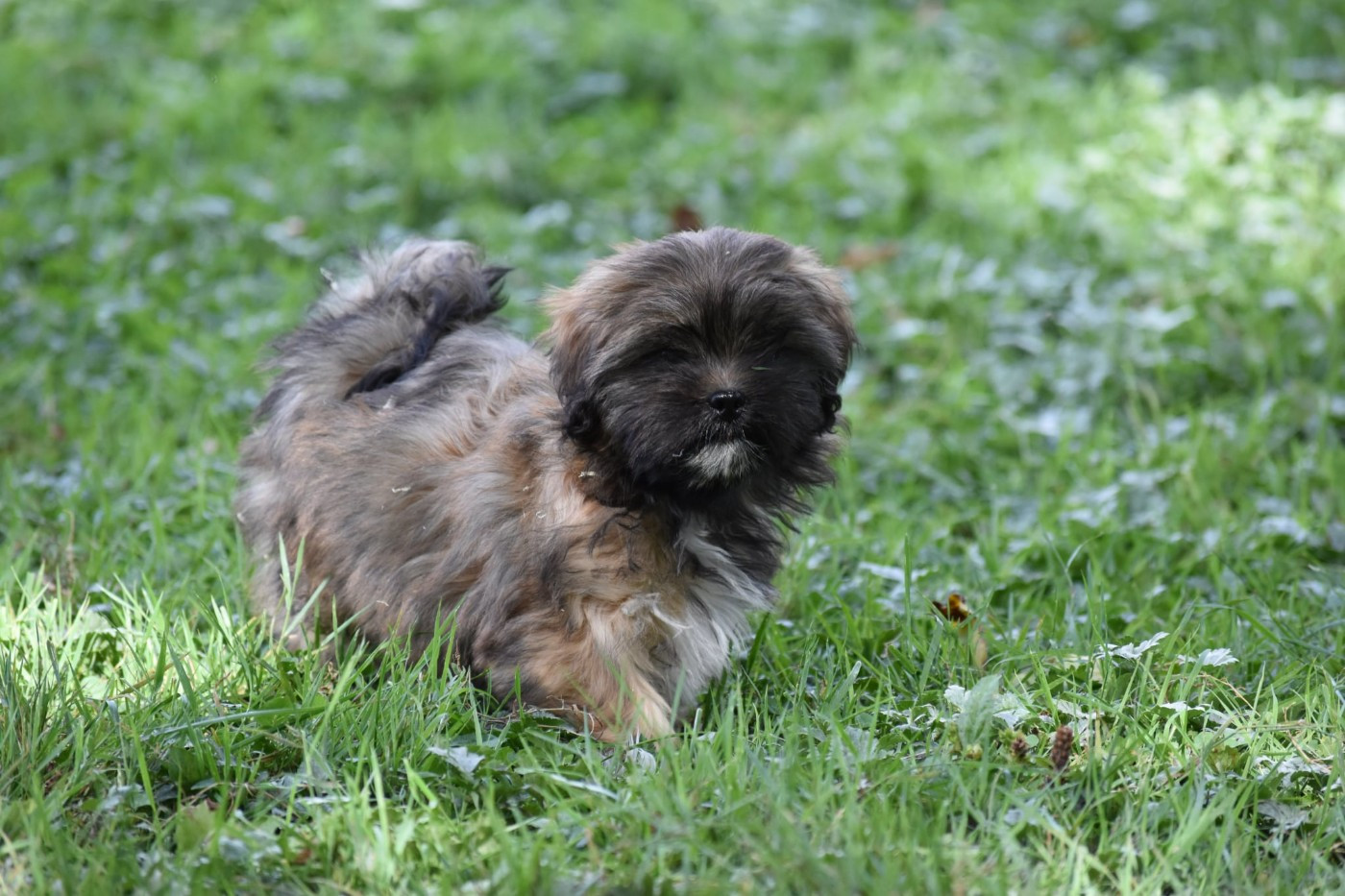 des contes de Gwelane - Chiots disponibles - Lhassa Apso