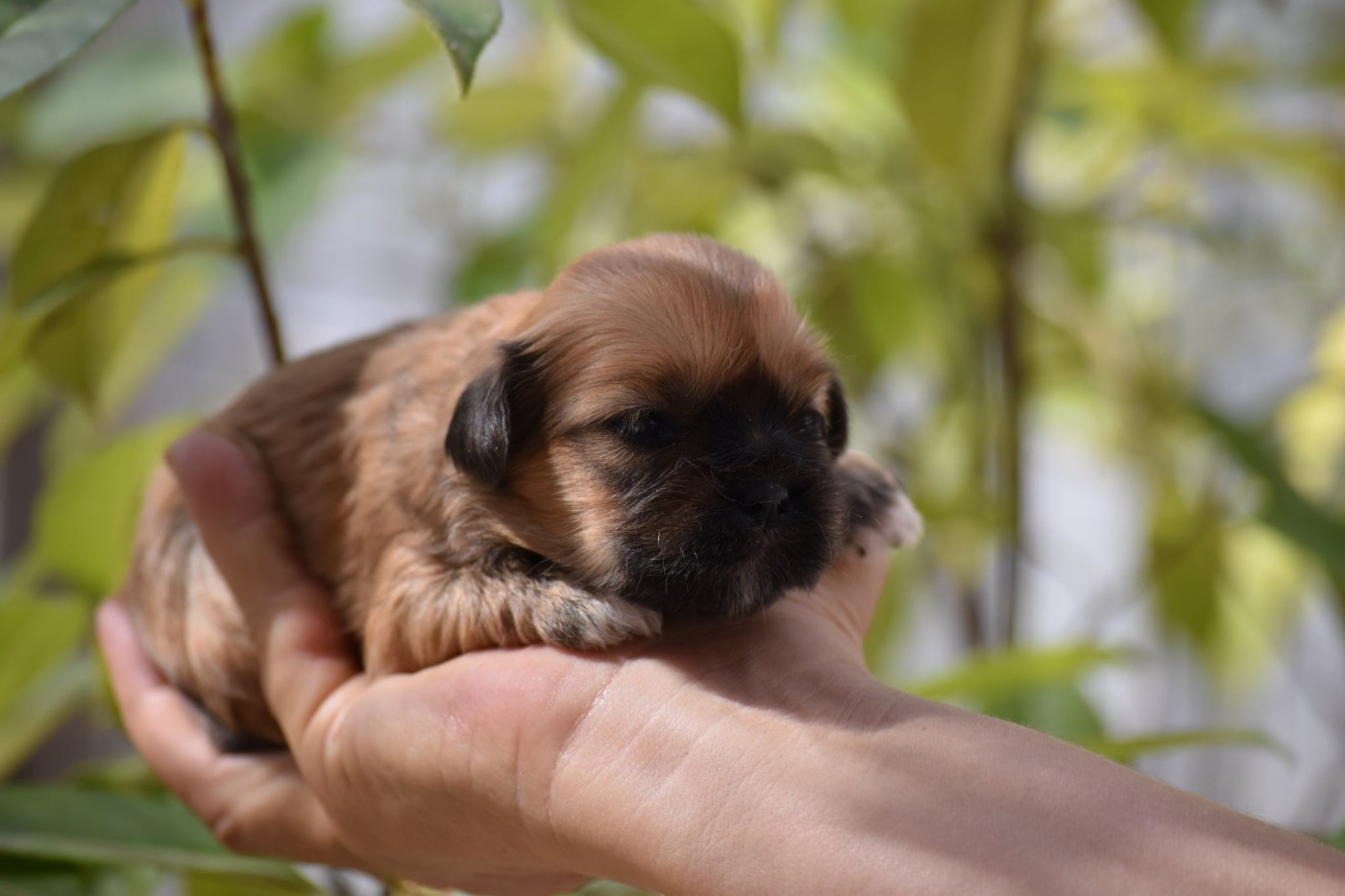 des contes de Gwelane - Chiots disponibles - Lhassa Apso